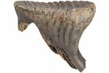 Lower Jaw, P Juvenile Mammoth Molar - Siberia #206115-4